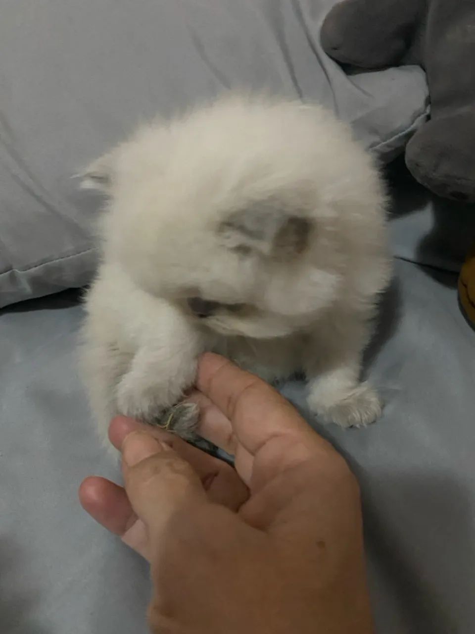 Filhote de gato persa com Pedegree Alta Genética