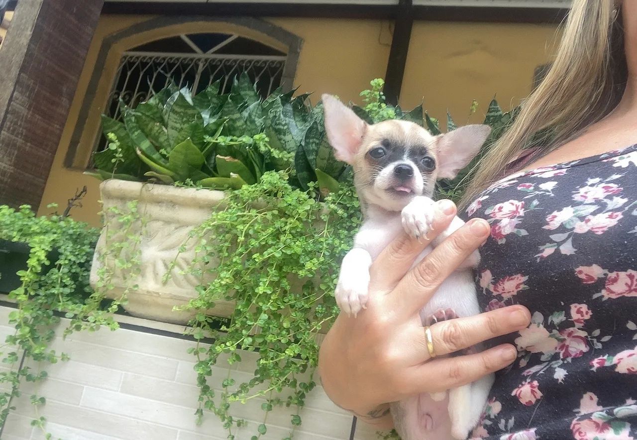 Chihuahua mine disponível  - Foto 4