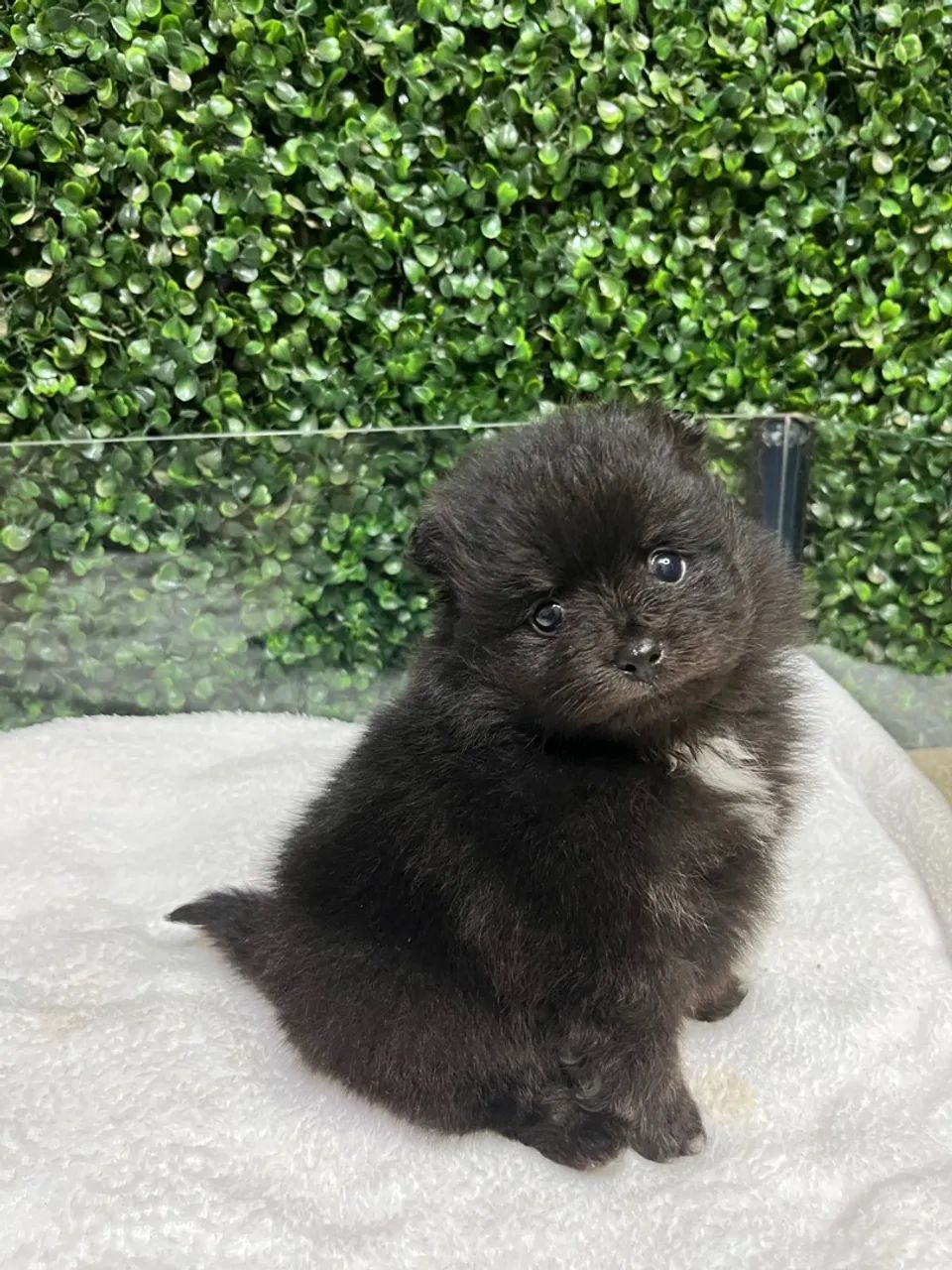 Spitz alemão Lulu da Pomerania - Foto 5