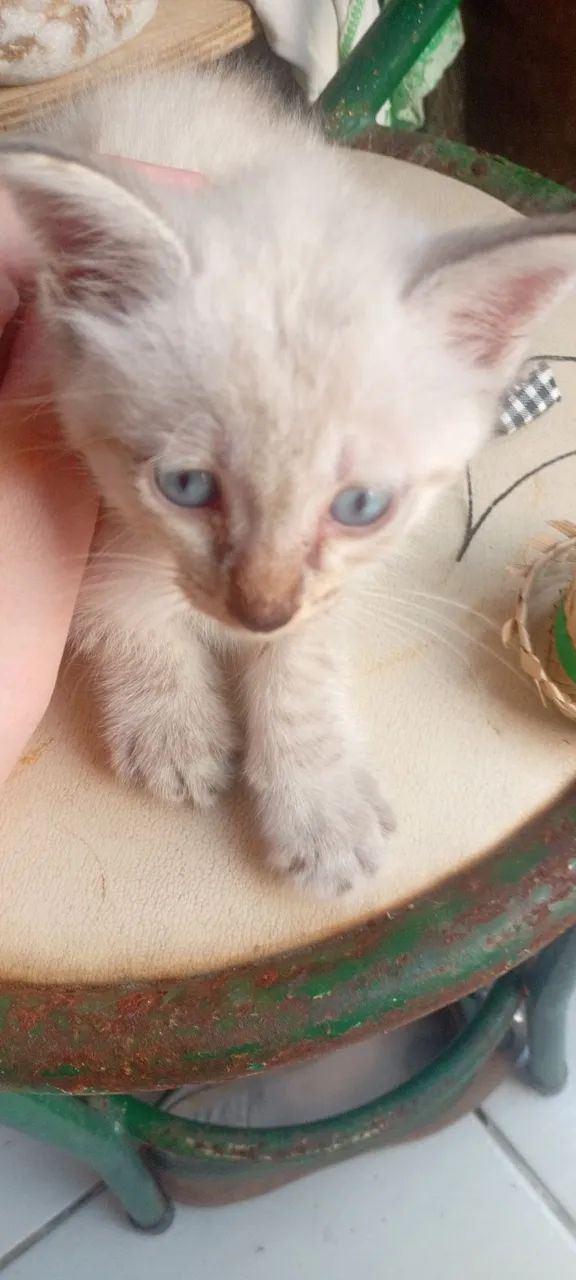 Gatinho (MACHO)branco disponível para adoção responsável  - Foto 3