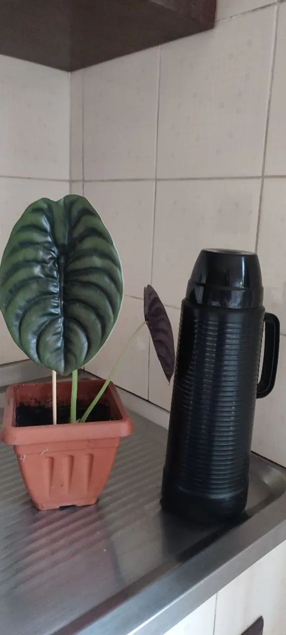 Planta alocasia cuprea 