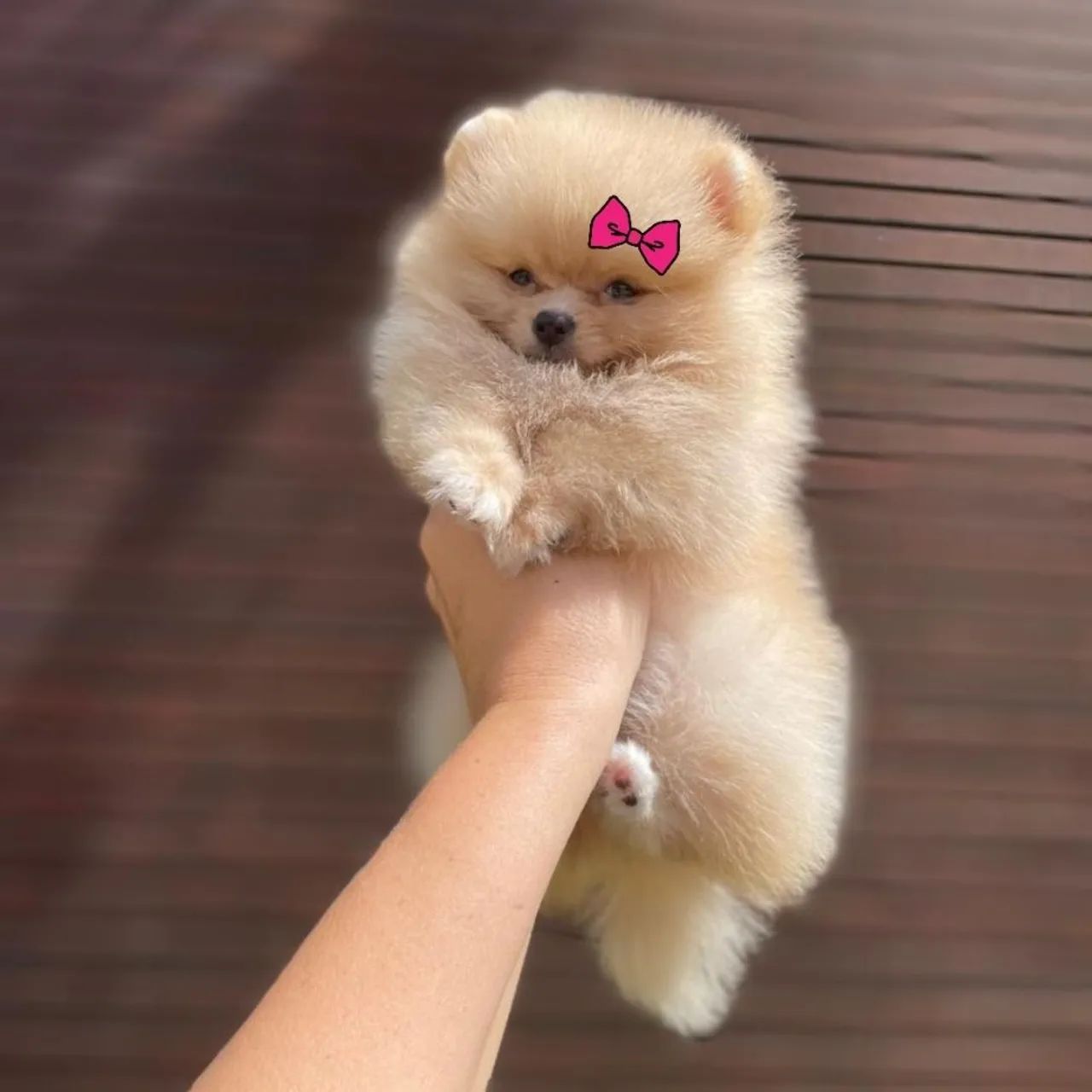 Ursinha Minúscula de Bolsa Lulu da Pomerânia  - Foto 2