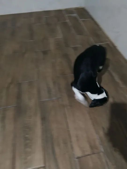 Doação de filhotes com 4 meses  - Foto 2