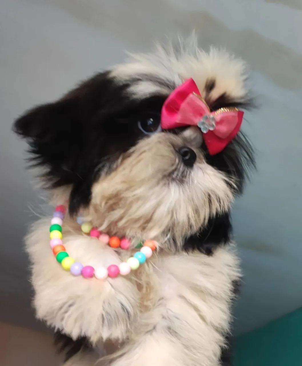 Filhote Shih Tzu Fêmea micro 