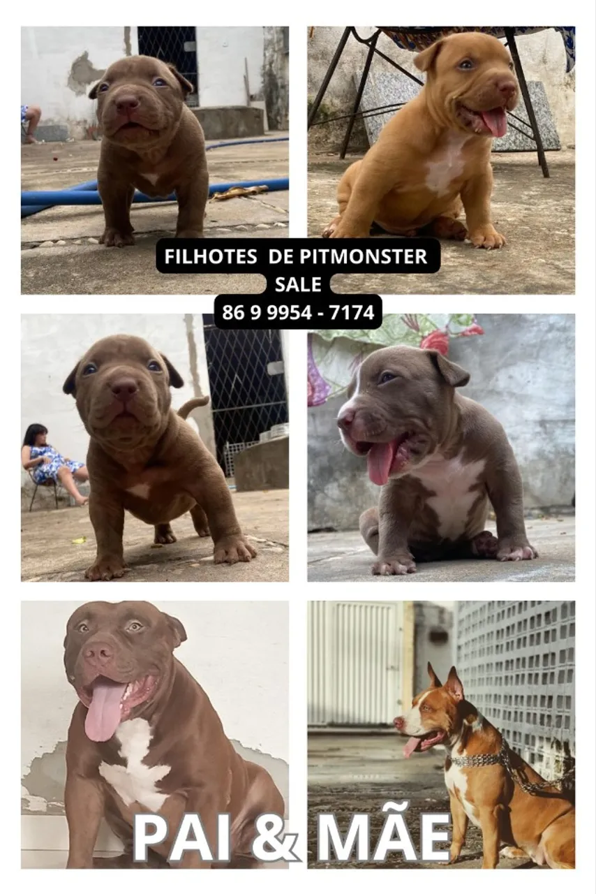 Filhote de Pitmonster