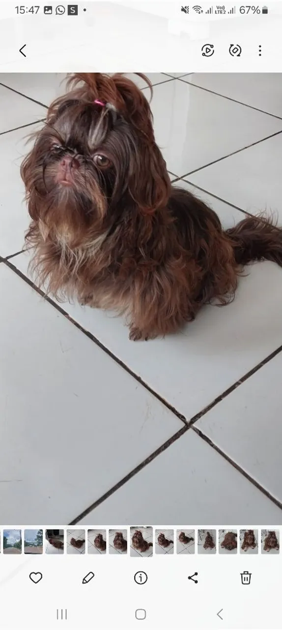 Shih tzu fêmea chocolate tan 9 meses .