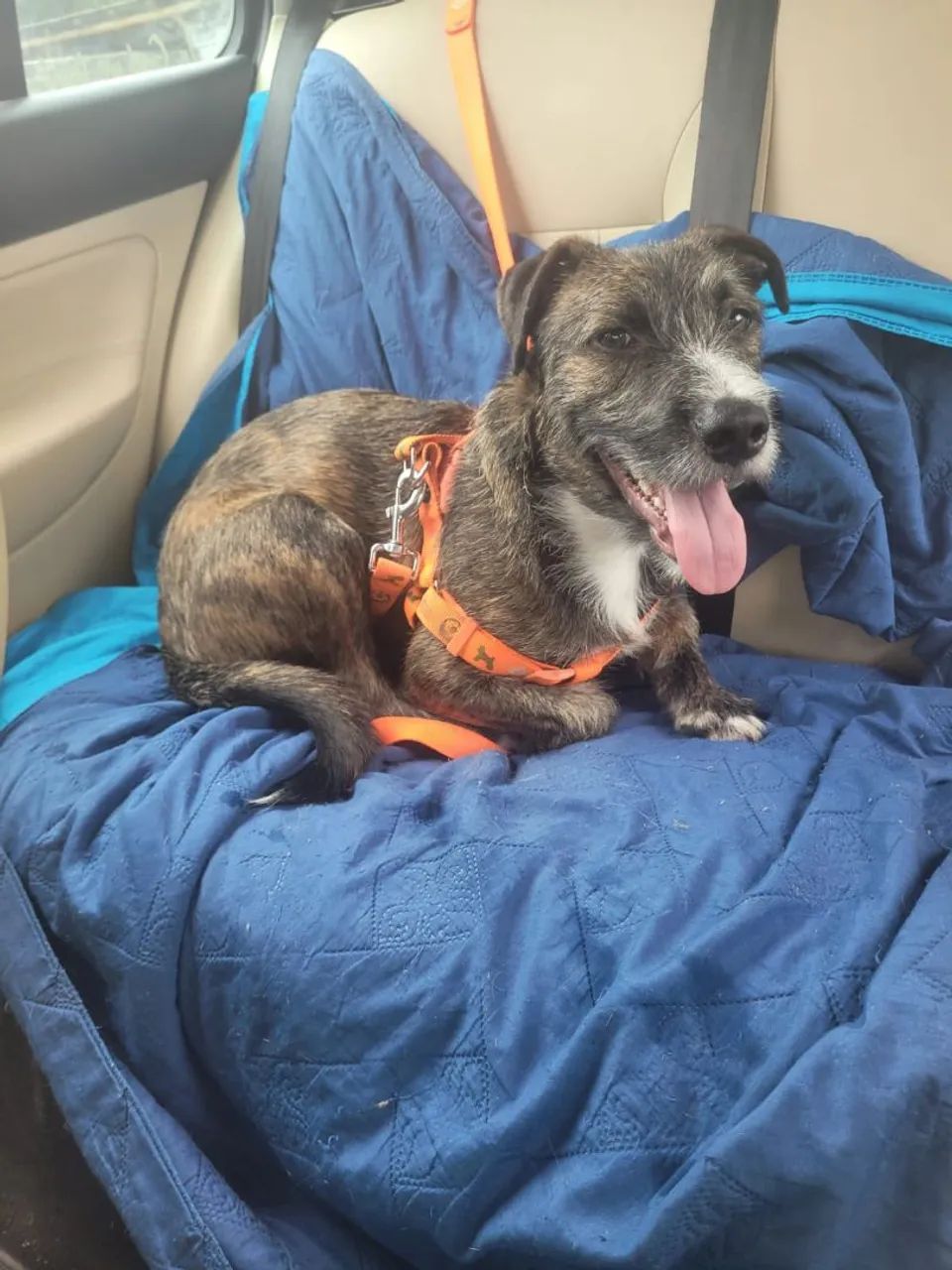 Cãozinho Adorável para Adoção,castrado