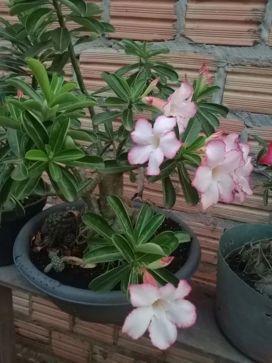 Vende se flor do deserto *46.nao faço entrega  - Foto 2