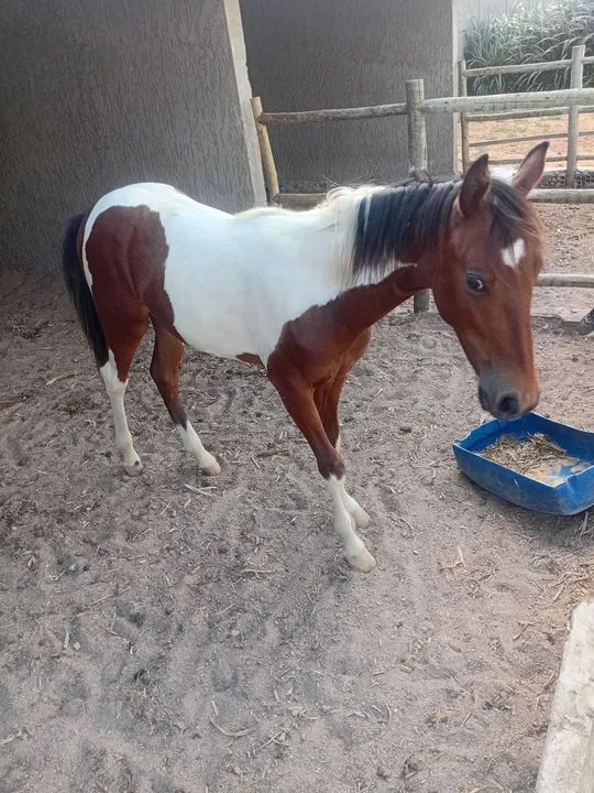Cavalo mestiço,piquira com quarto de milha . - Foto 4