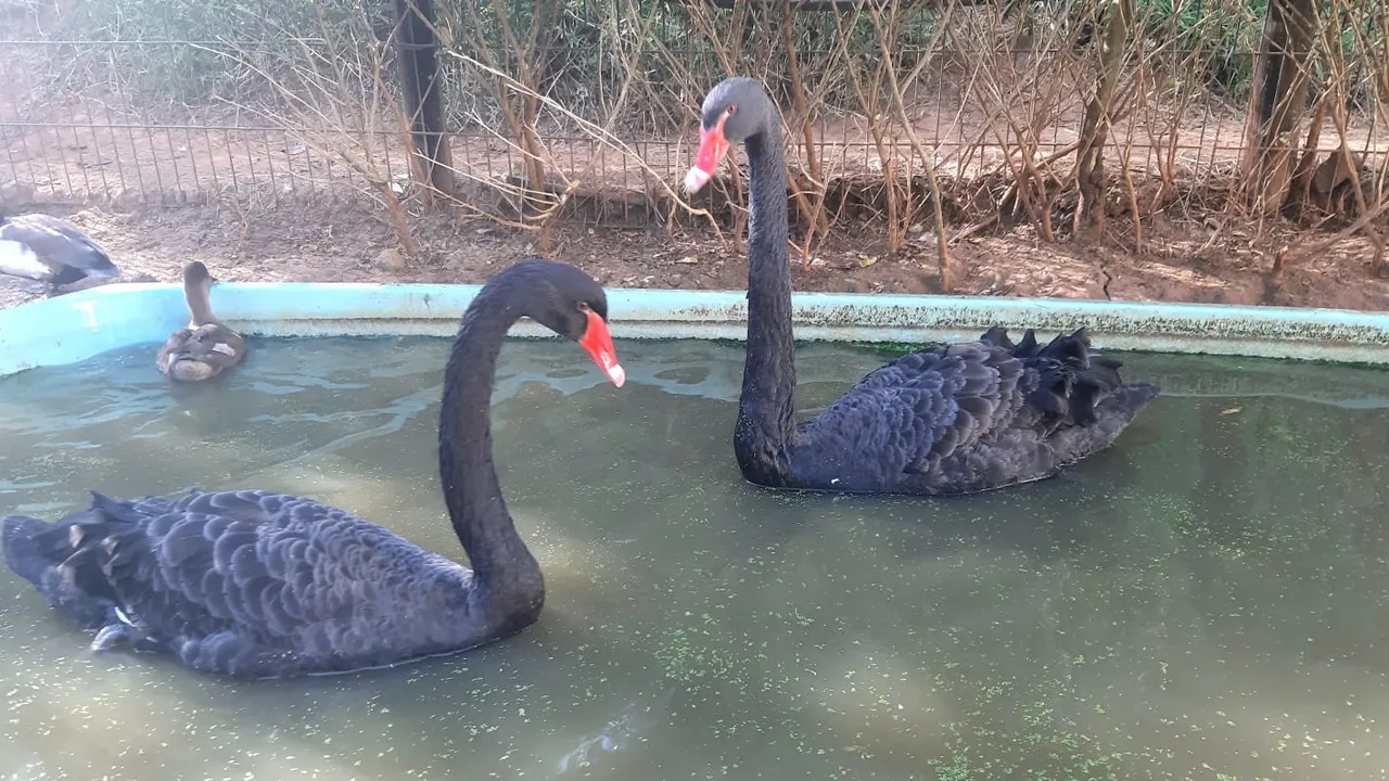 Pato preto casal leia a descrição