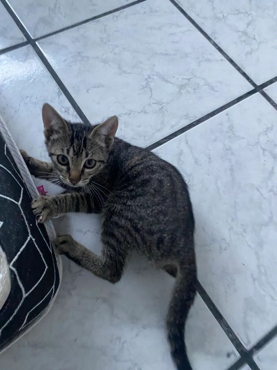 2 gatinhos filhotes  - Foto 6