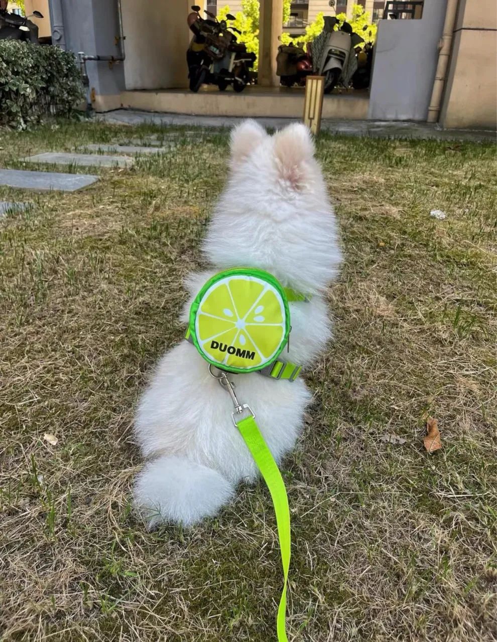 Coleira peitoral com mochila pet, cães e gatos - Foto 2