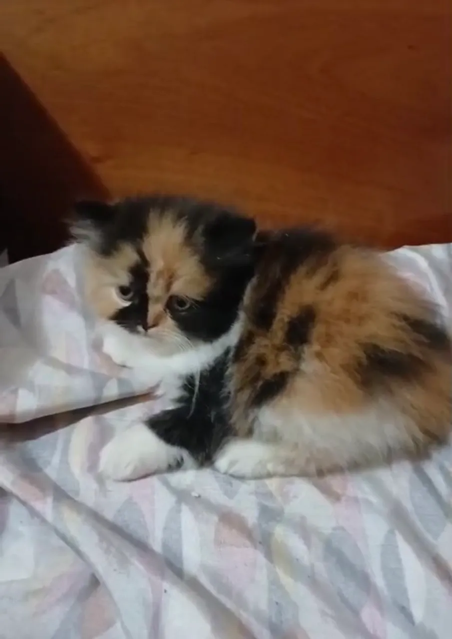 Gata Persa PROMOÇÃO