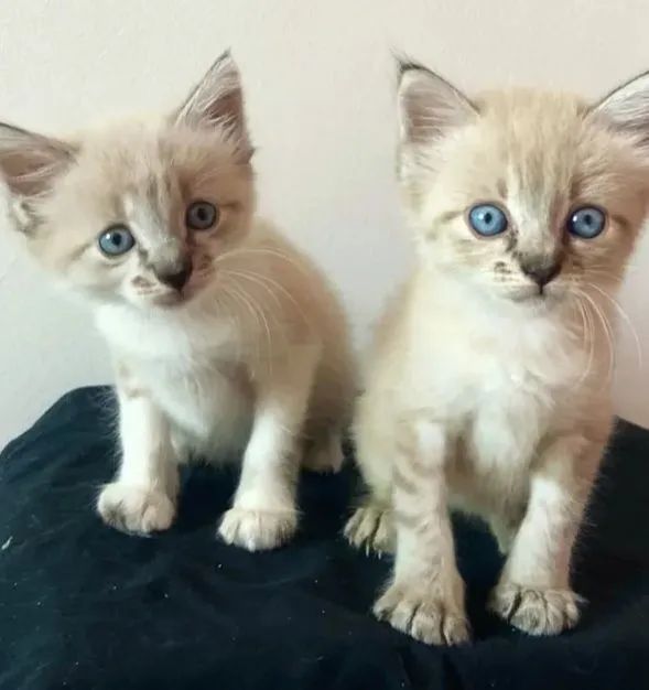 Ragdoll kittens63824598791937124