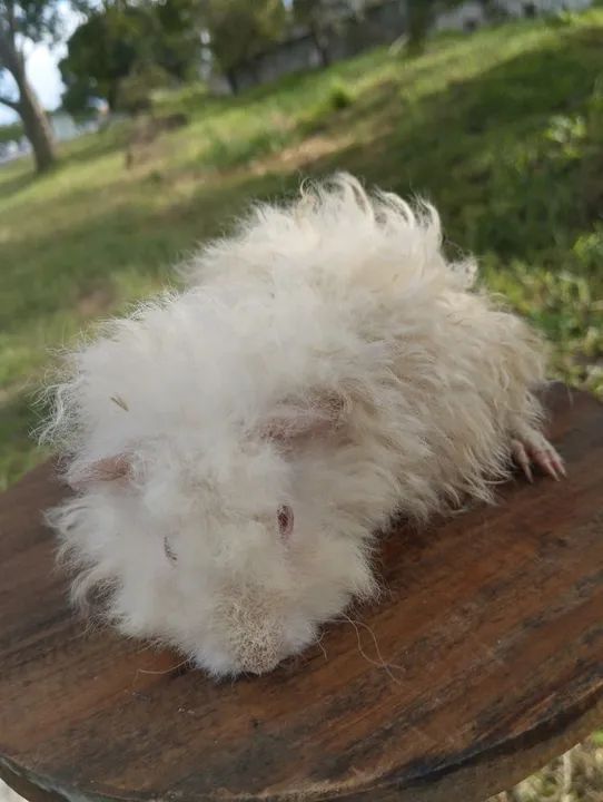 Lindos filhotes de porquinhos da índia  - Foto 4