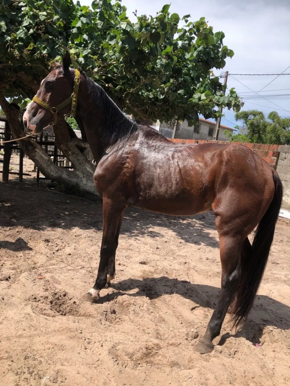 Cavalo de esquerda - Foto 5