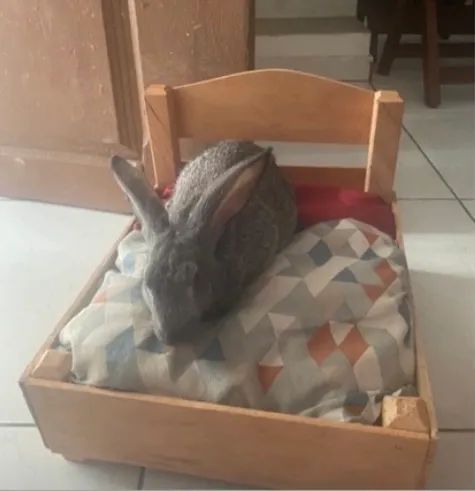 Coelho macho para doação 