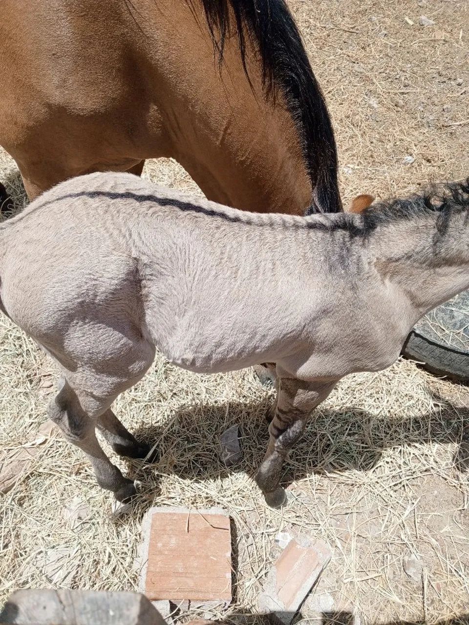 Égua mansa de sela e potra meio sangue quarto de milha égua está com suspeita de prenhez  - Foto 2