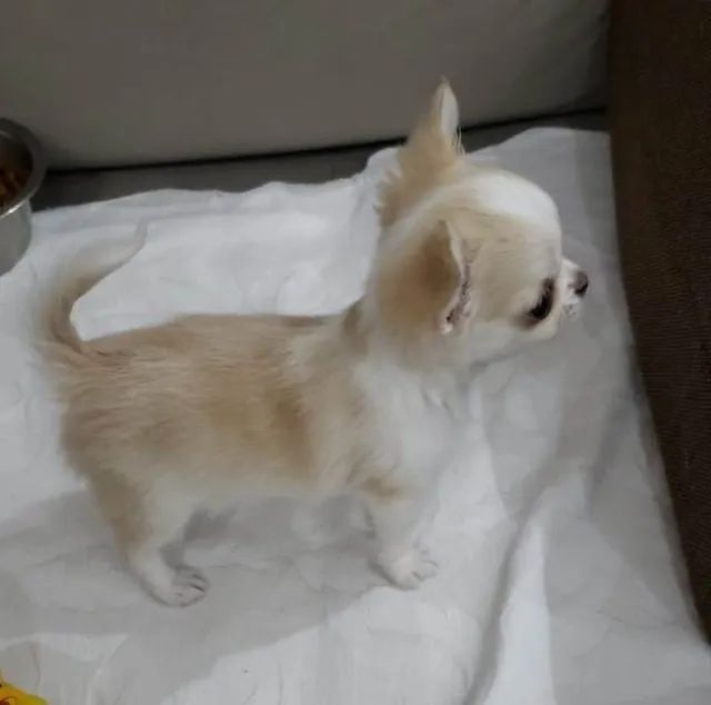 Chihuahua - Personalidade Forte em um Corpo Pequeno!