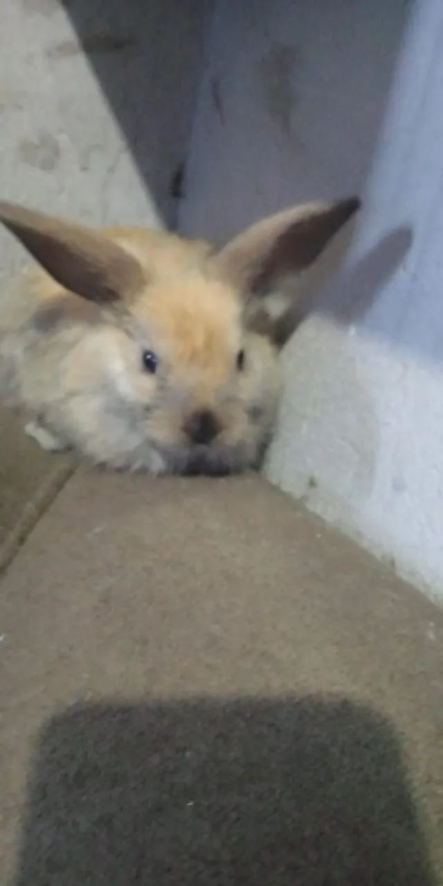 Coelhinhos fofos para alegrar o seu lar! - Foto 5