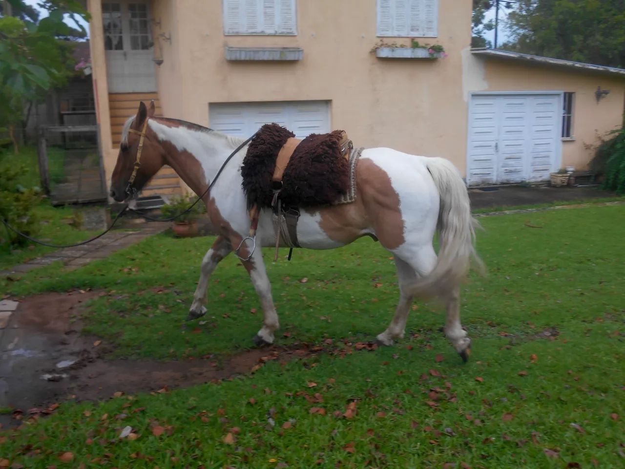 Cavalo crioulo tobiano - Foto 3