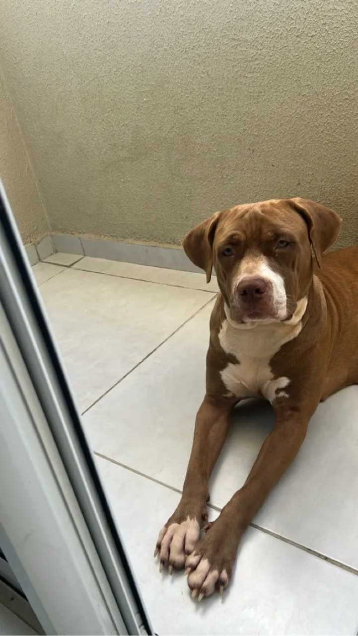 Pitbull FEMEA Adorável para Adoção