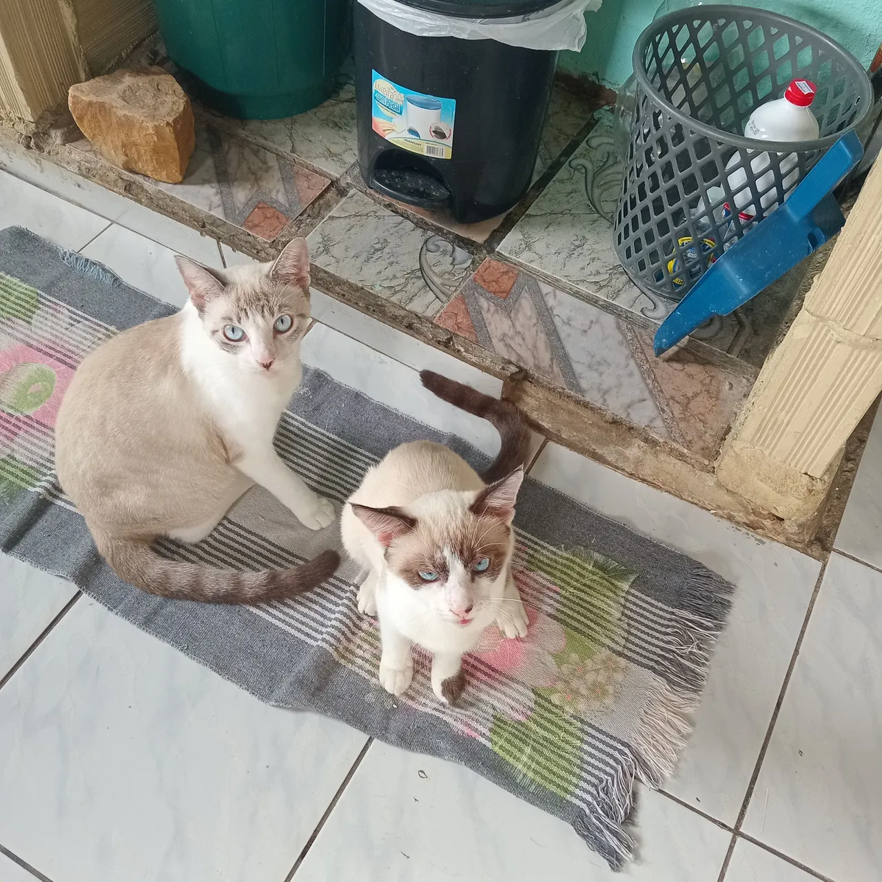 Lindos gatinhos pra adoção responsável