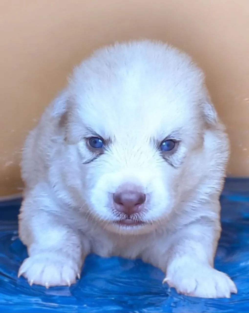 Filhote de Husky Siberiano - Olhos Azuis!