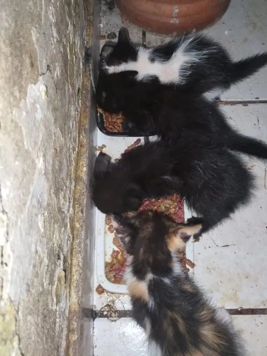 Doando gatinhos já vermifugados 