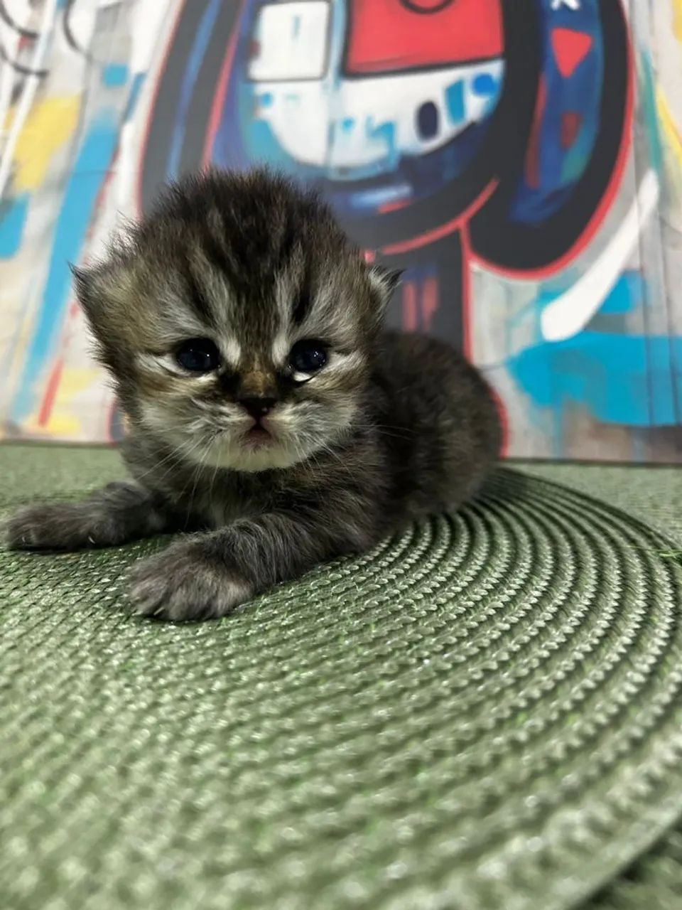 Filhote de Gato Persa  - Foto 3