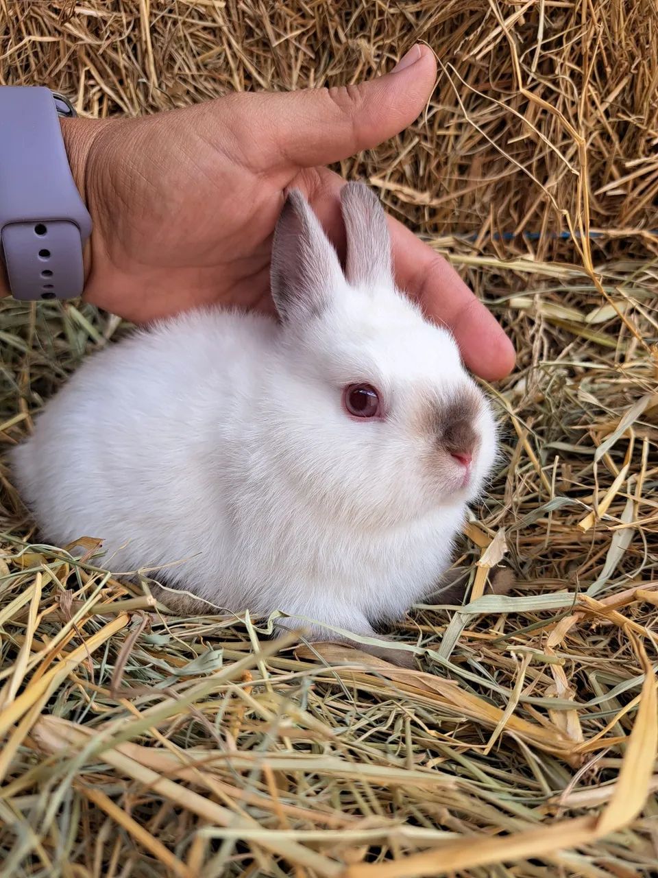 Anão netherland filhotes  - Foto 3