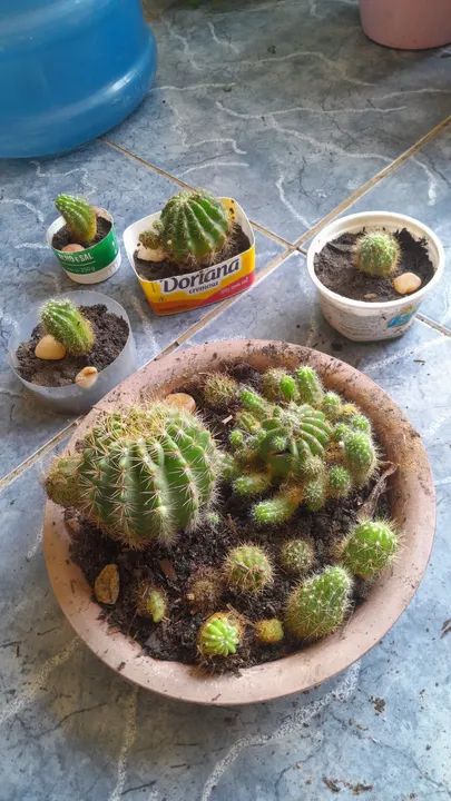Cactus para venda