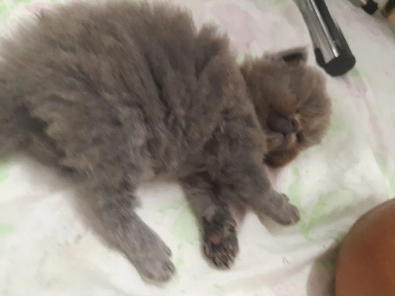 Lindos  gatos  persa  Himalaia  - Foto 6