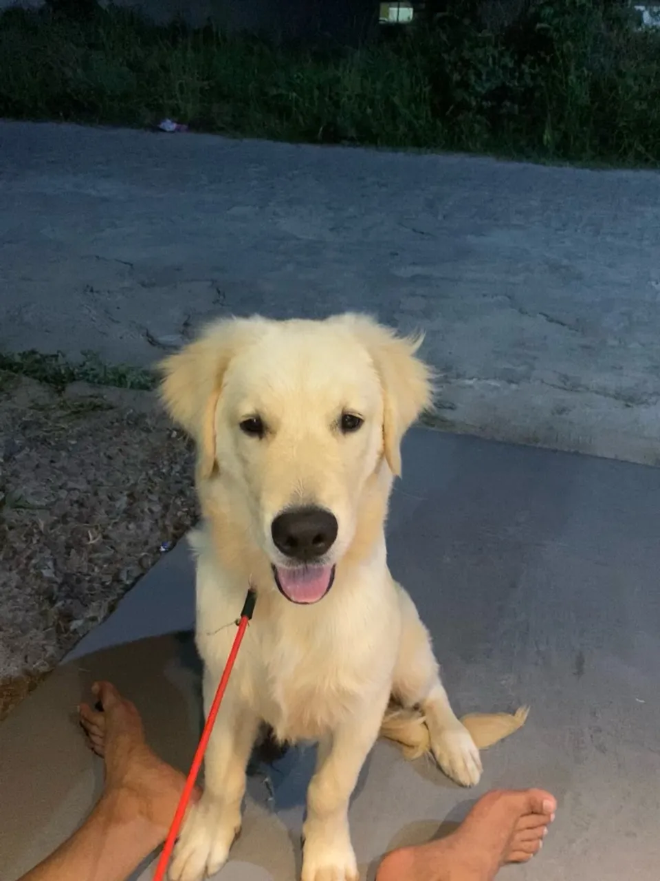 Namorada para o Golden