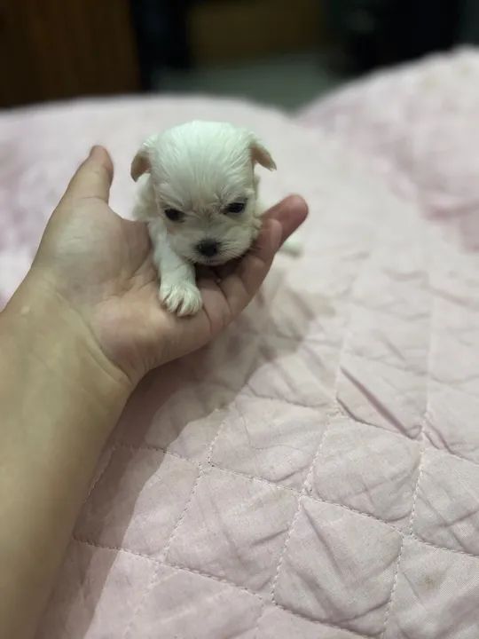 Filhote de Maltês fêmea 