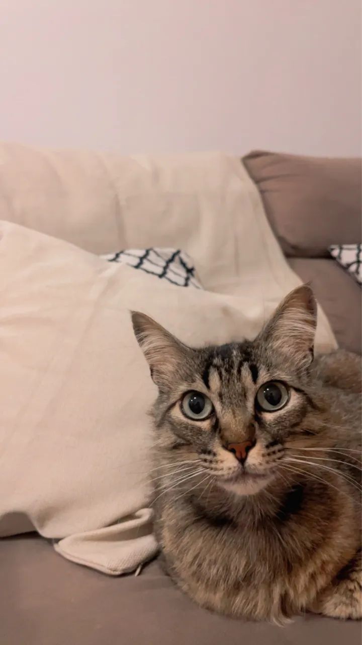 Doa se gatinho macho  - Foto 4