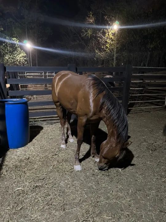 Cavalo para ranch shorting  - Foto 3