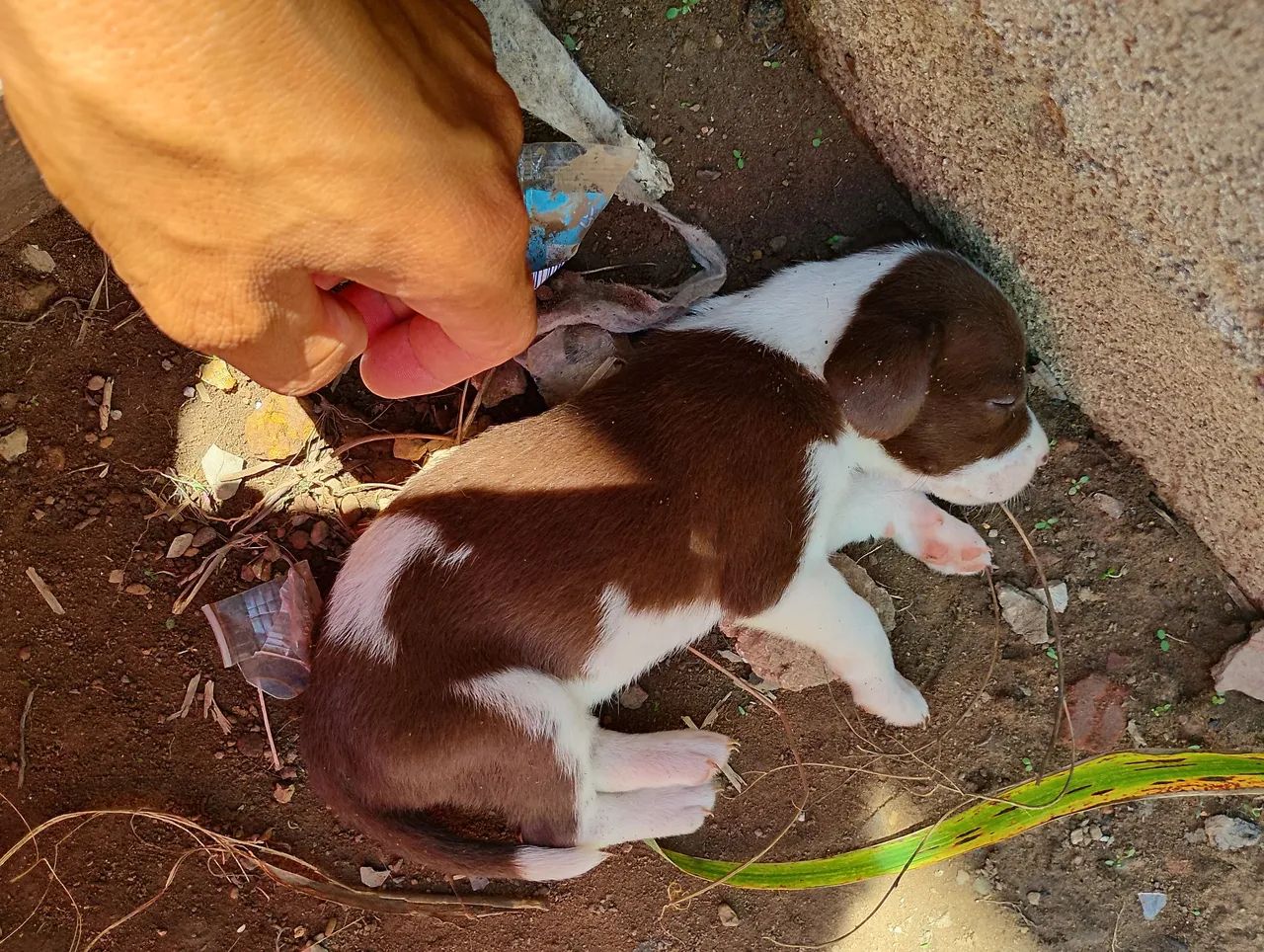 Filhote de cachorro caramelo e branco