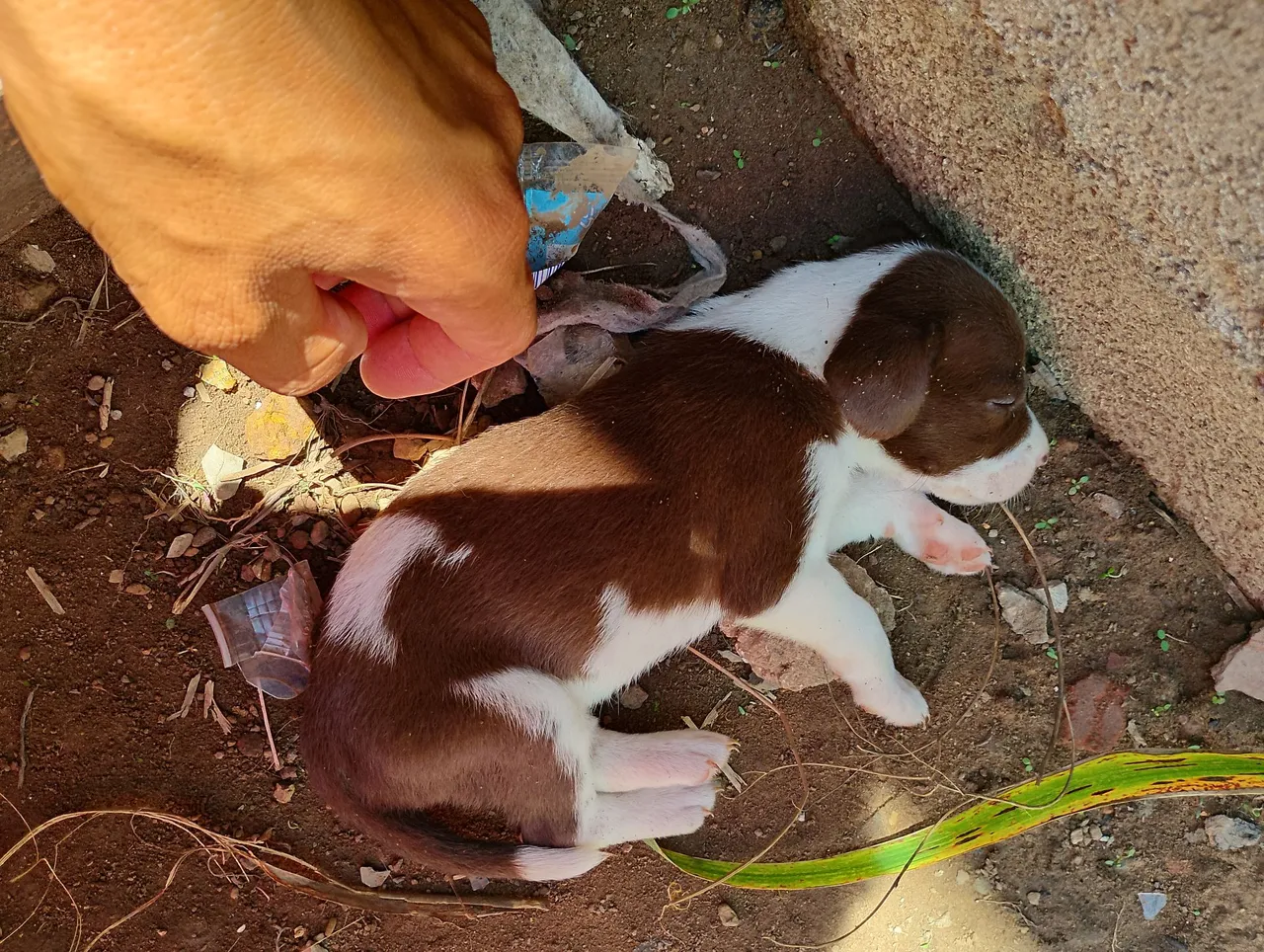 Filhote de cachorro caramelo e branco