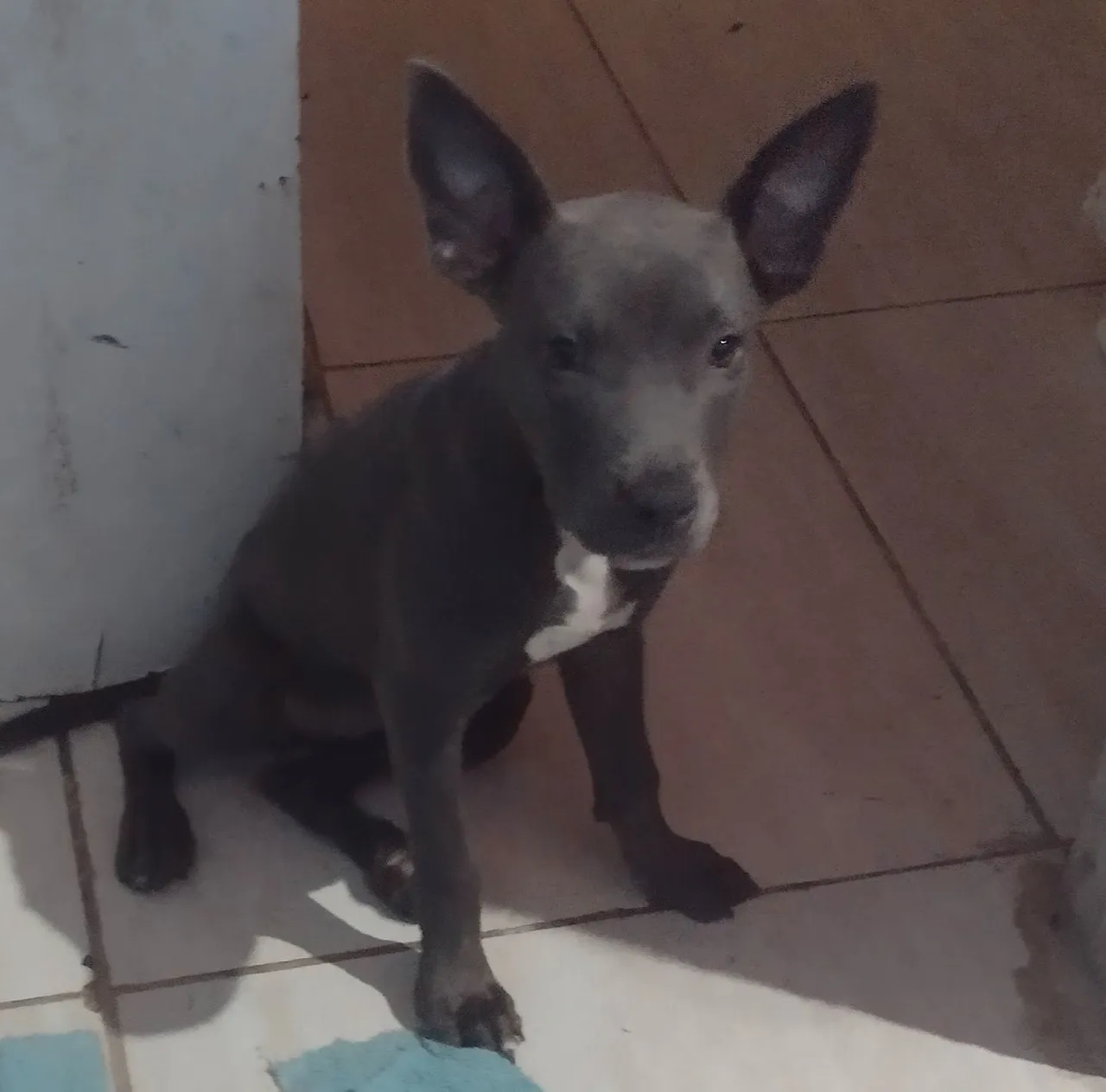 Filhote de Pitbull americano