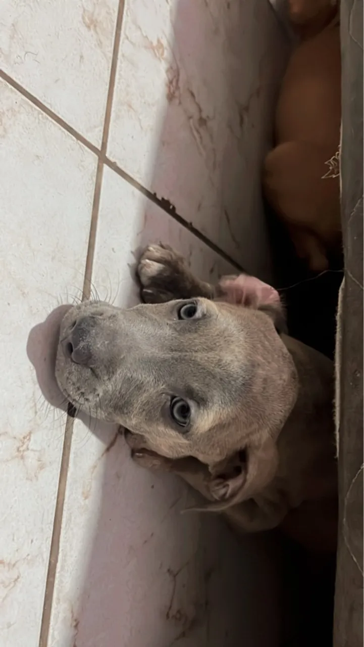 Filhote de Pitbull Para Vender