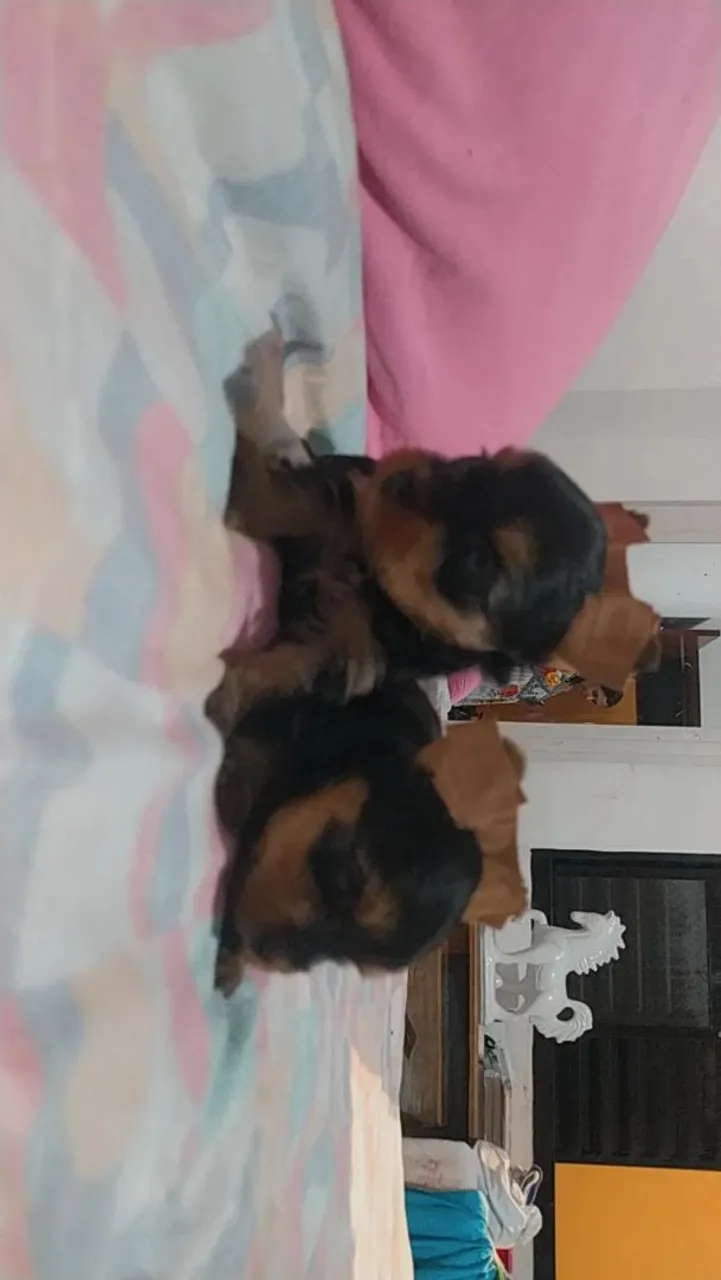 Filhotes de Yorkshire Terrier
