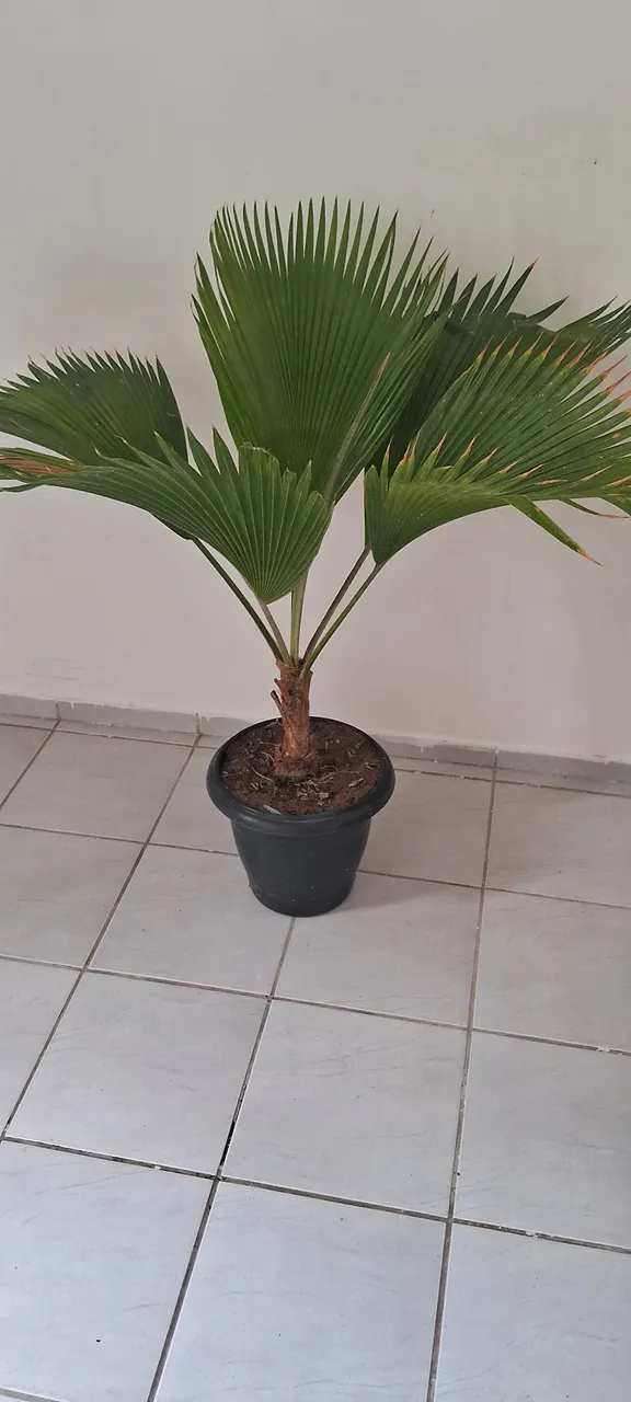 Palmeira leque - Ideal para decorar seu espaço