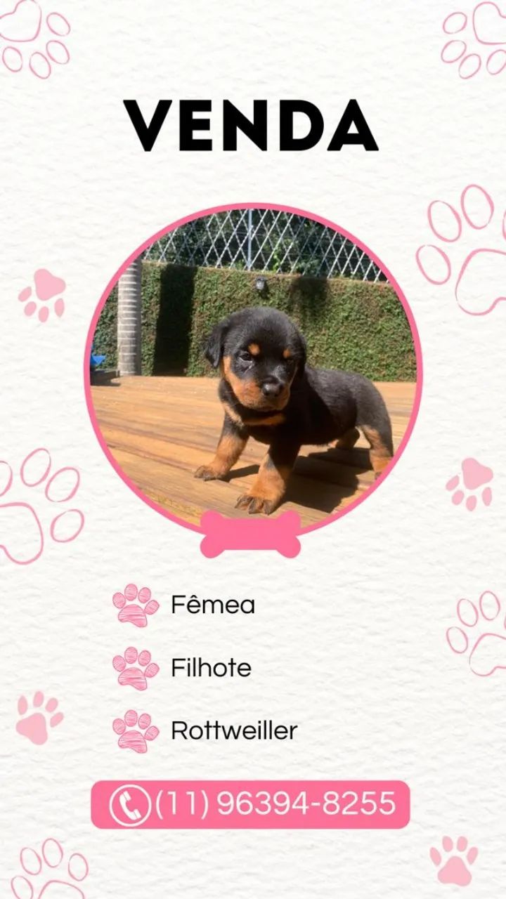 Rottweiler filhote Cabeça de Touro