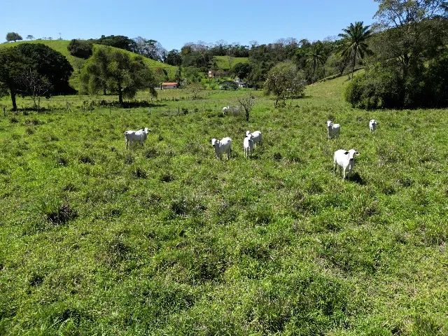 Fazenda à venda  - Foto 5