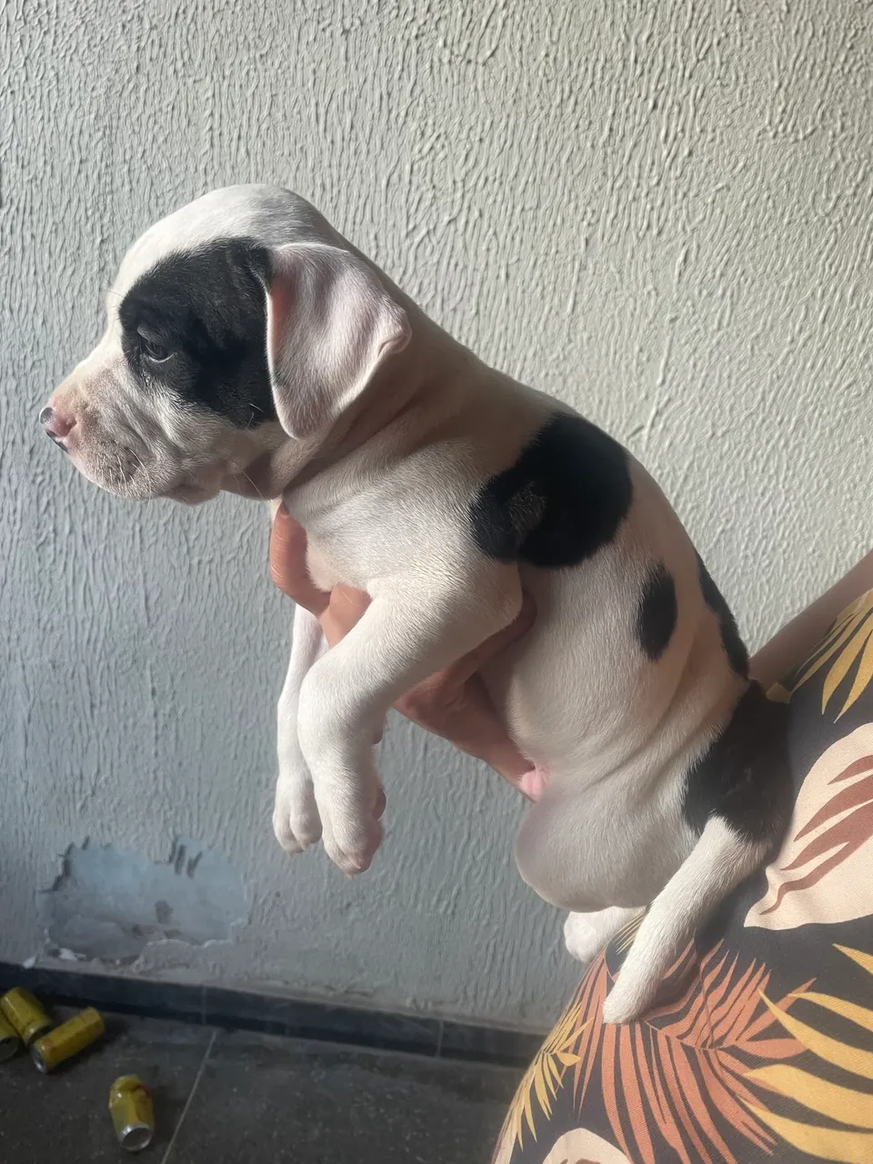 Pitbull filhote (Macho)