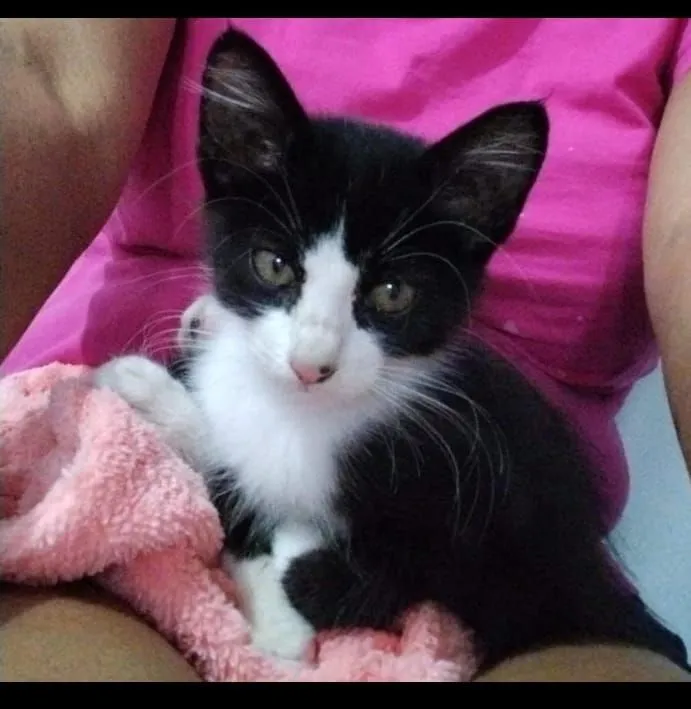 Gatinho fofo para adoção