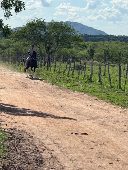Pampa de Preto  - Foto 6