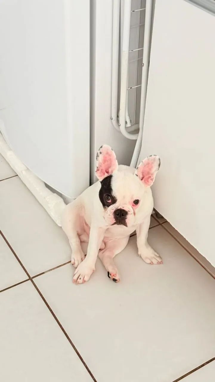 Buldog francês  - Foto 3