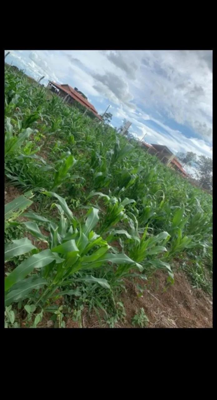 CHÁCARA BONFINÓPOLIS  - Foto 11